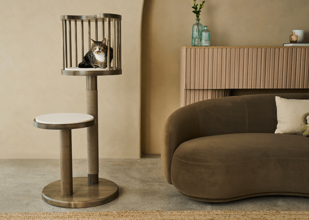 The Modern Cat Home: Designing Spaces You and Your Cat Can Share